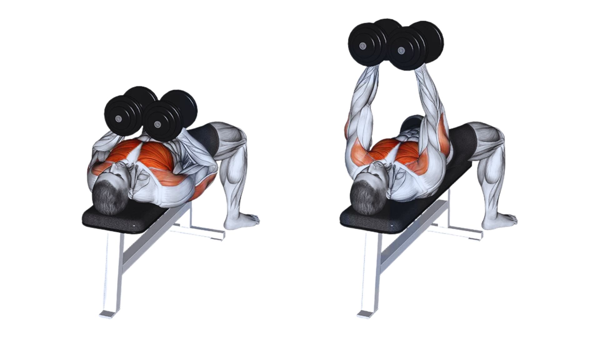 Muscles Targeted by the Squeeze Press