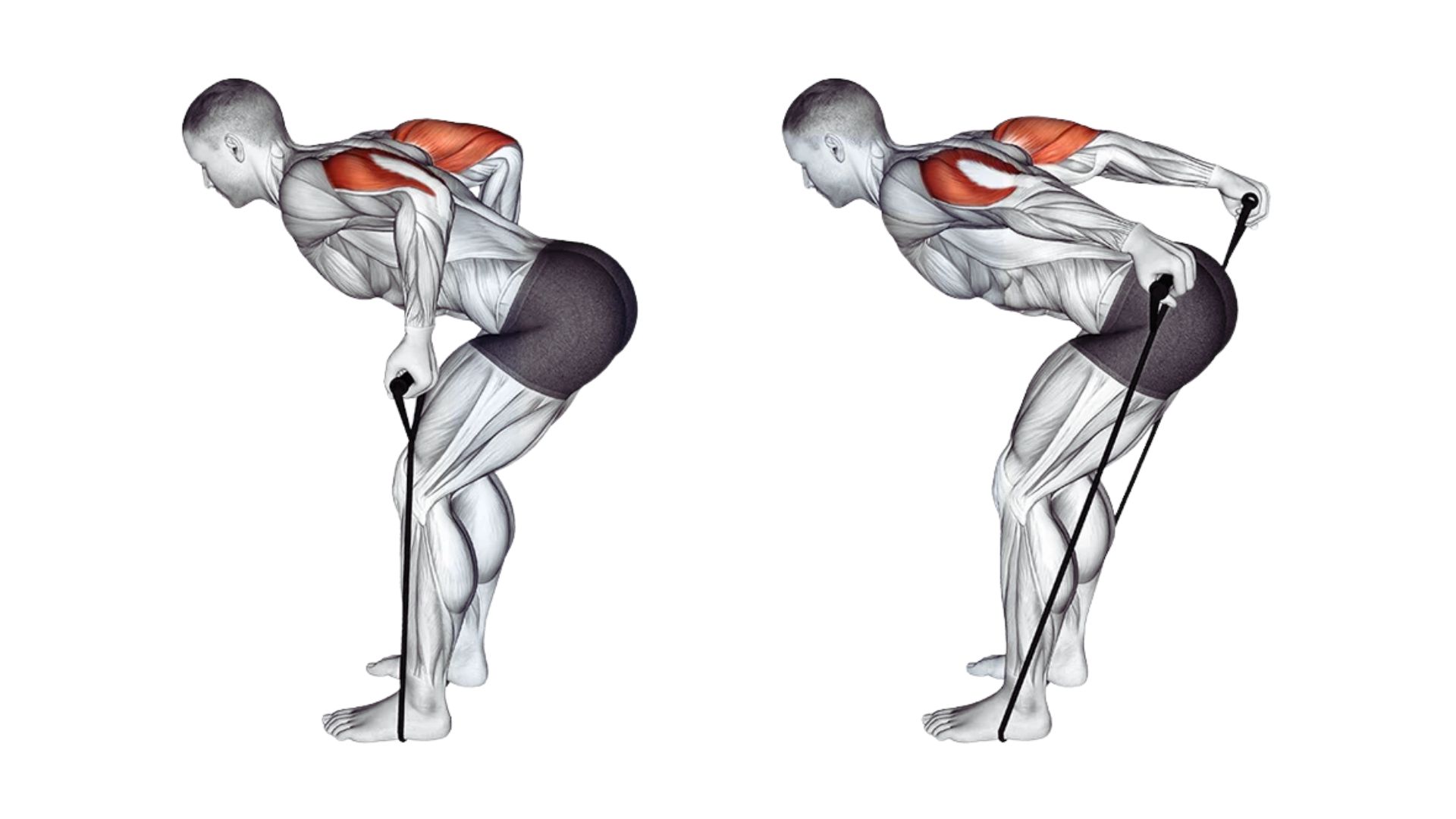 Resistance Band Triceps Kickbacks