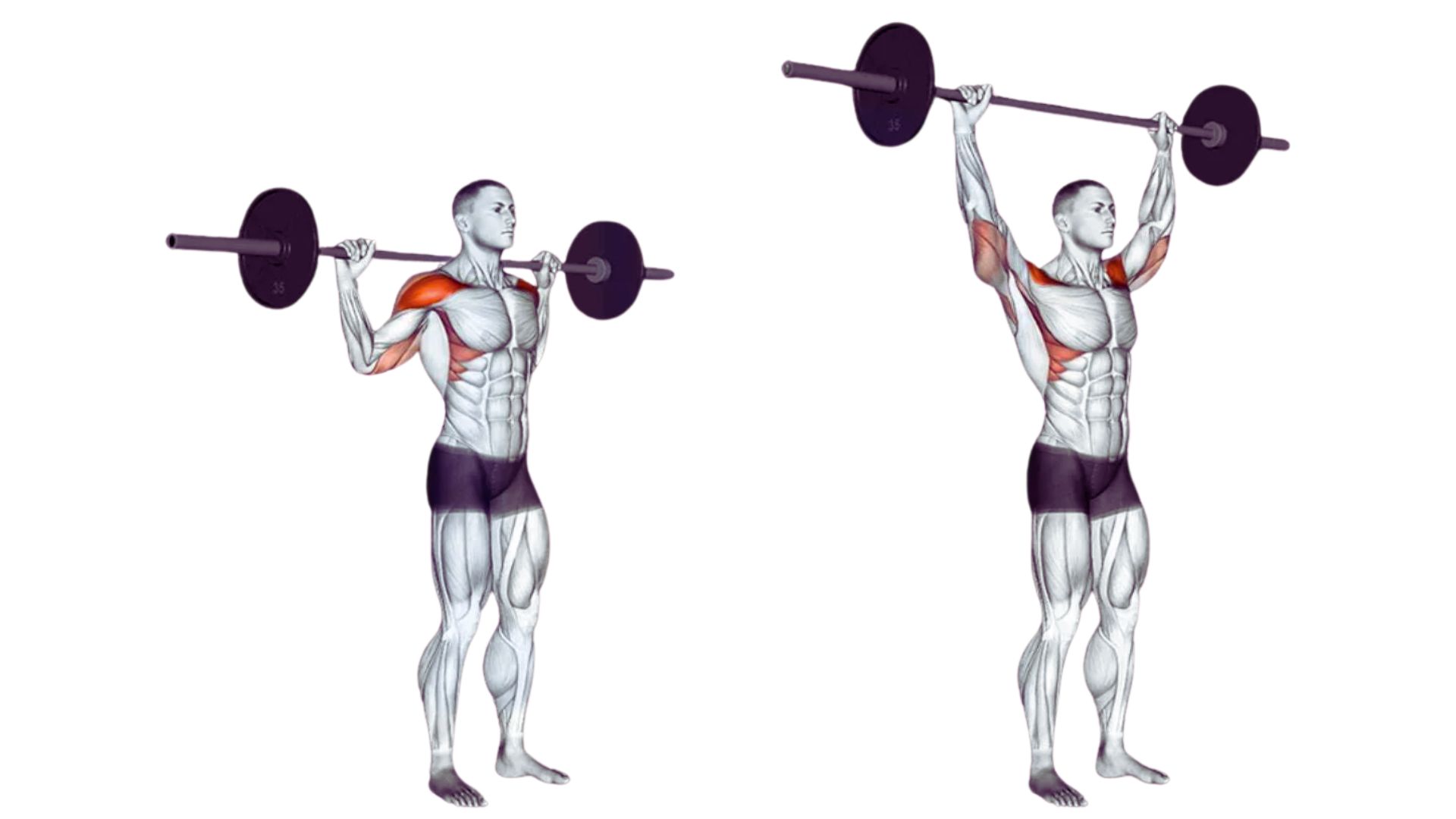 Bar position and pressing path