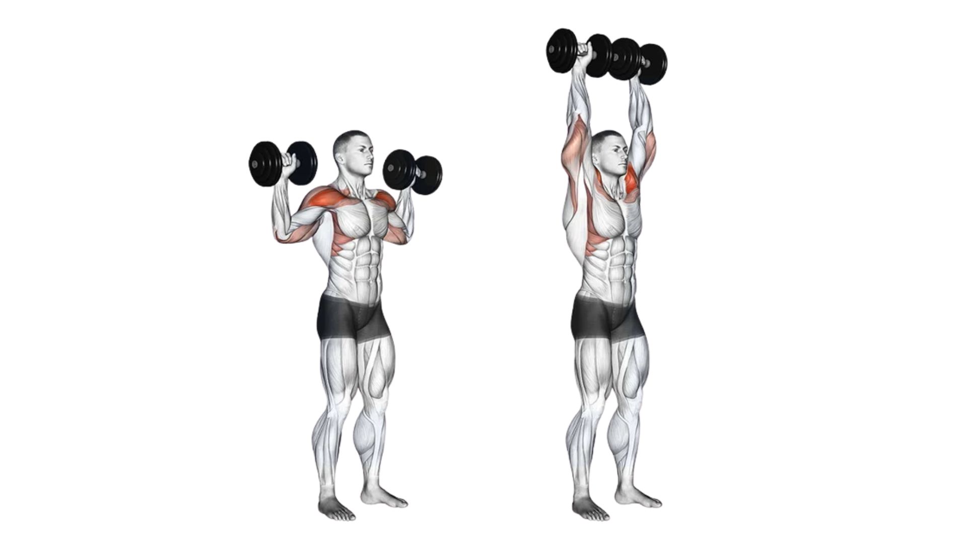 Dumbbell Overhead Press