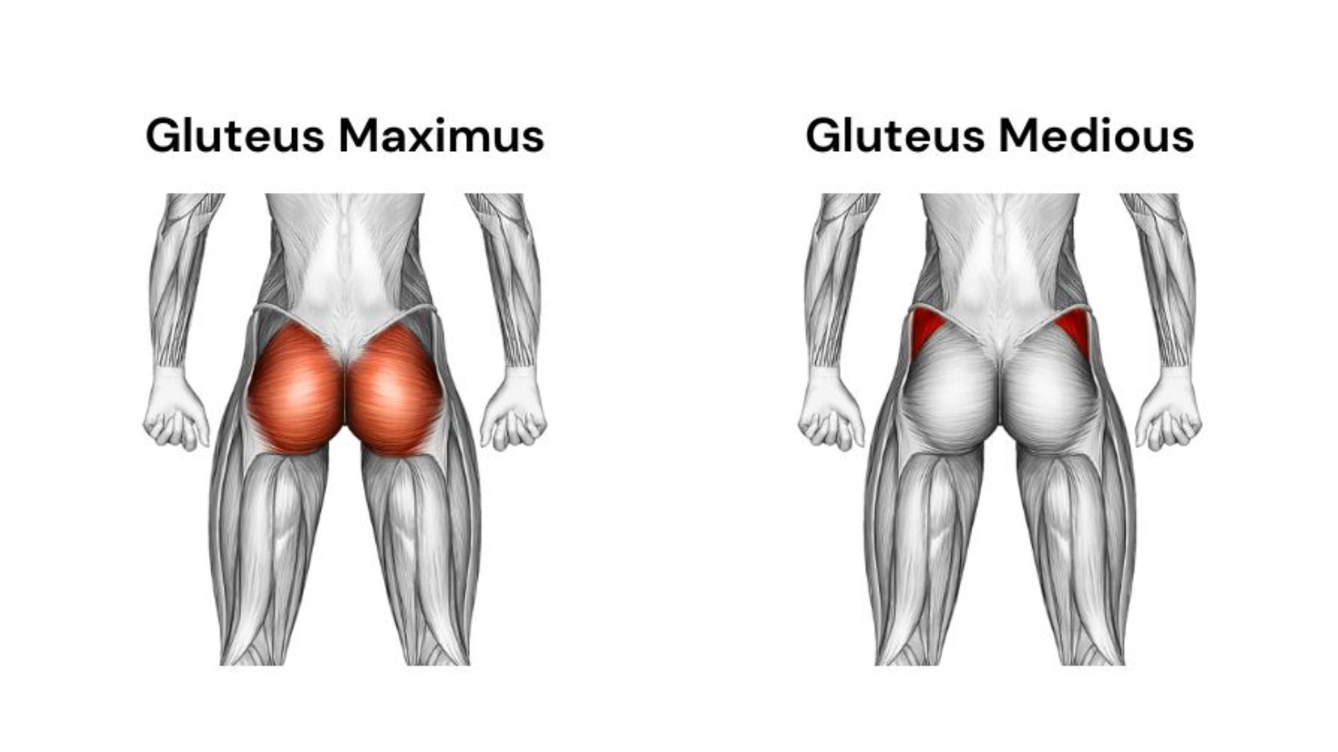 Understanding Glute Muscles and Activation