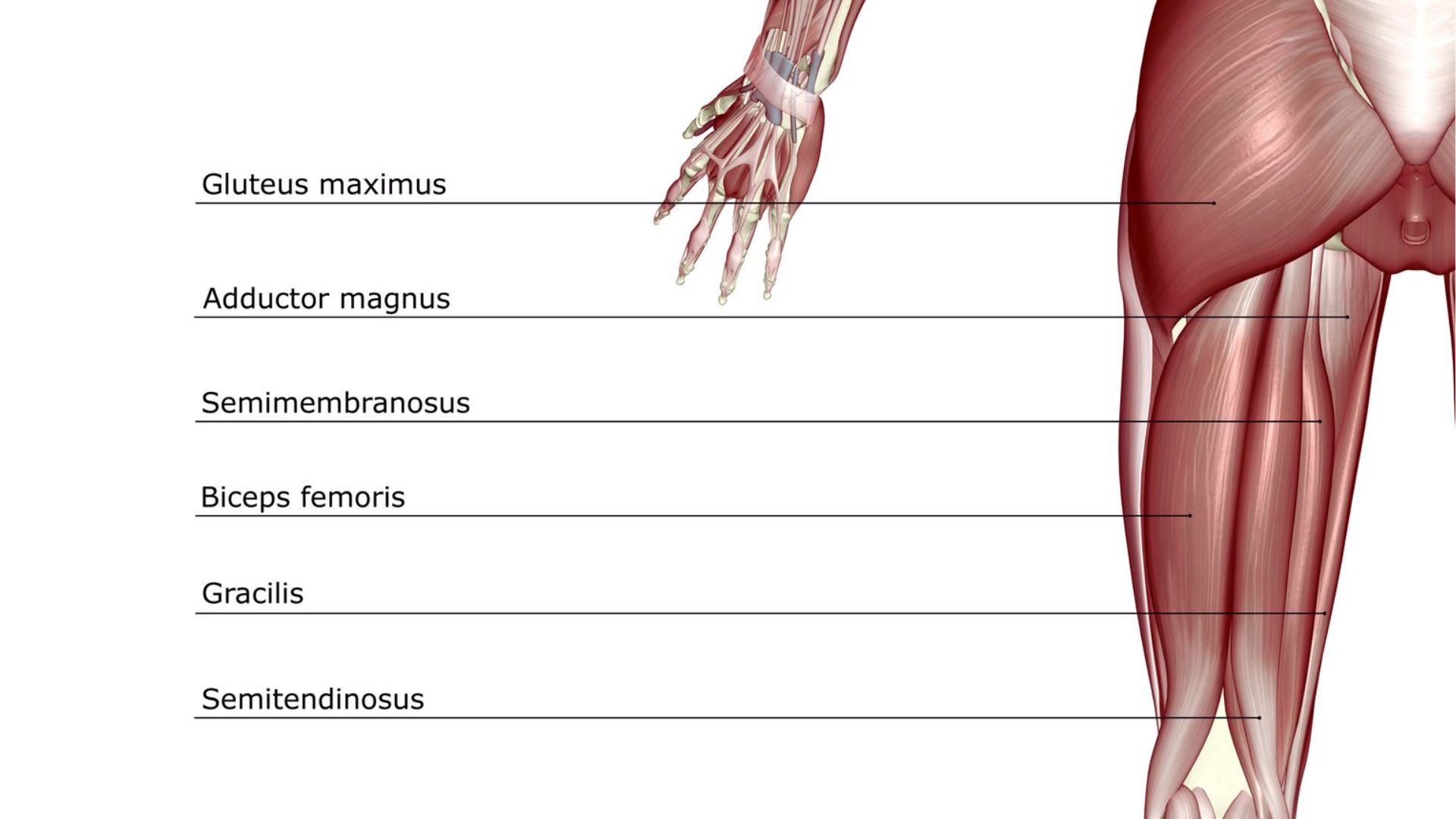 Hamstring Anatomy and Function
