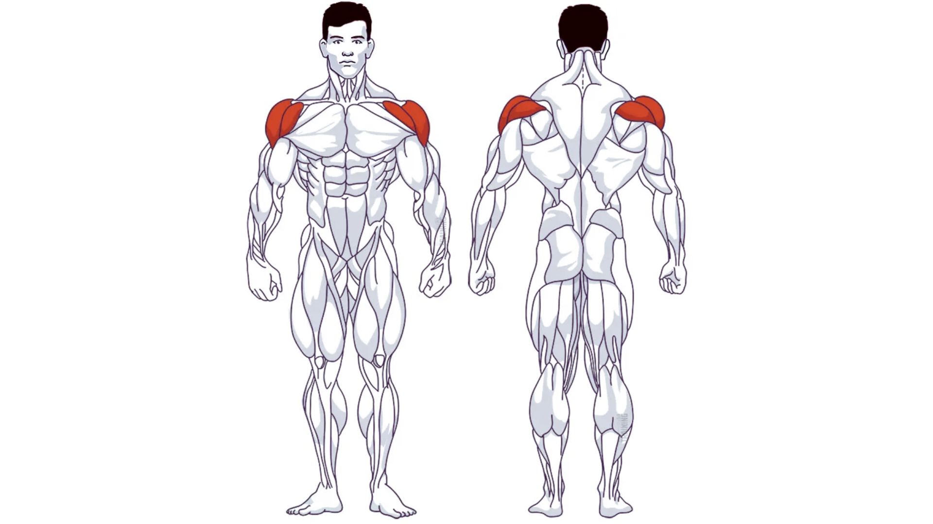 Recommended rep tempo for shoulder health