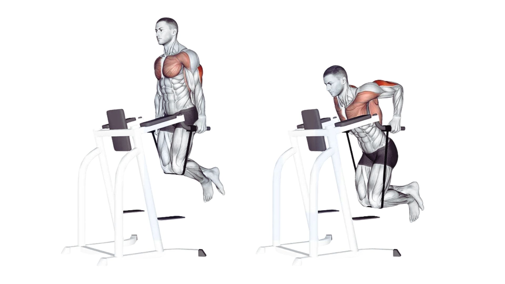 Assisted Triceps Dips Using Bands