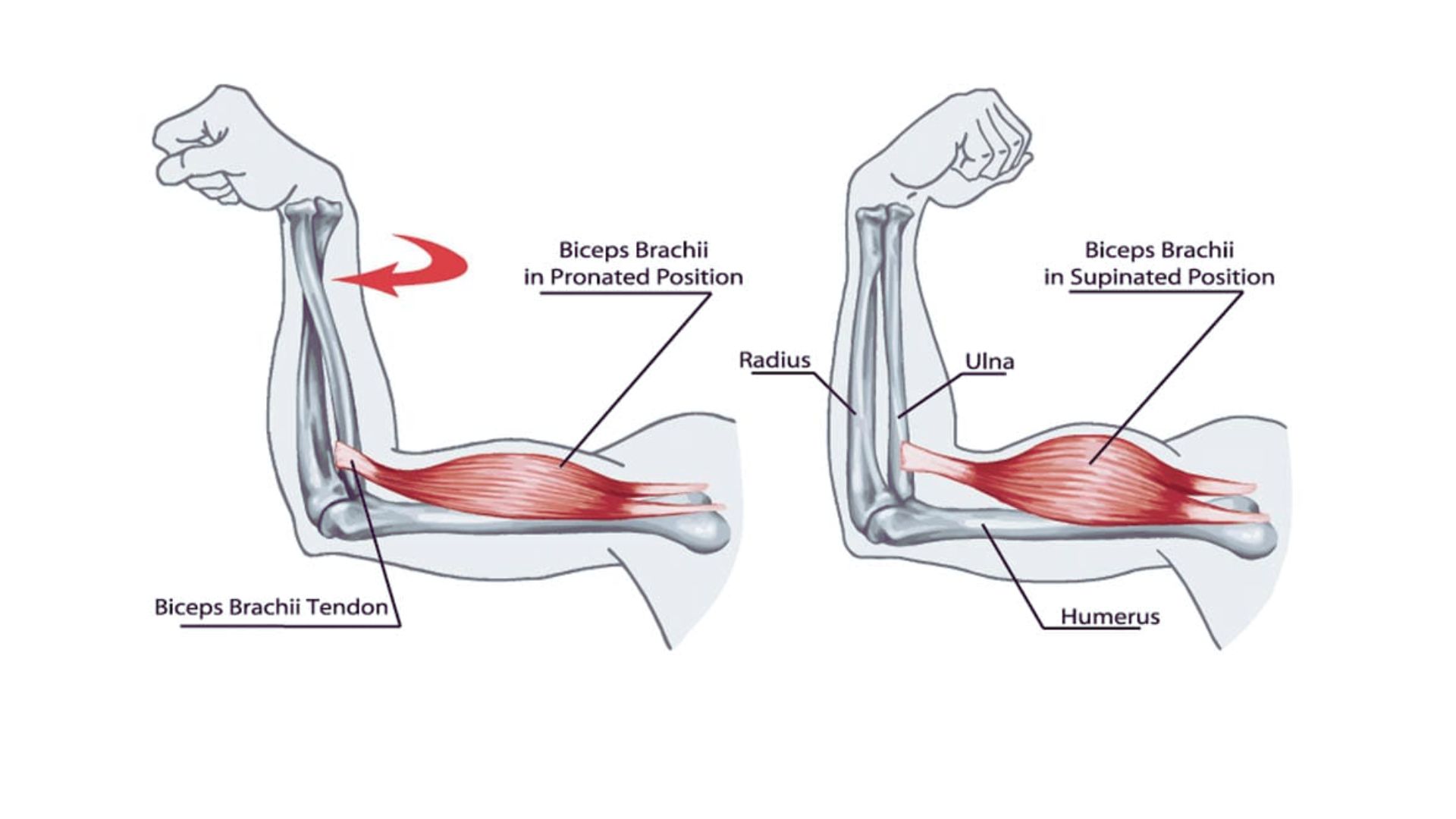 1. Anatomical illustration showing the muscles of the arm and shoulder, highlighting their structure and connections.