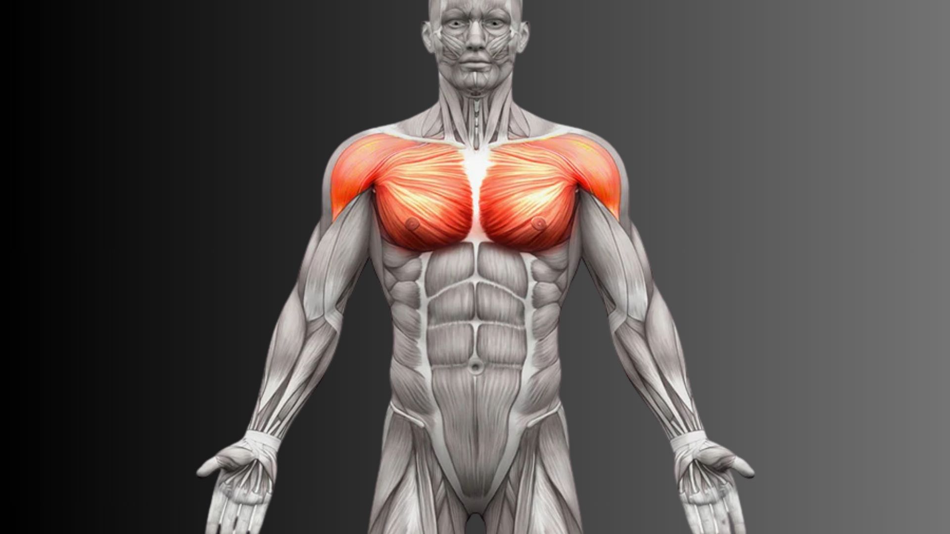 Detailed diagram of male body muscles, illustrating key muscle groups and their anatomical relationships.