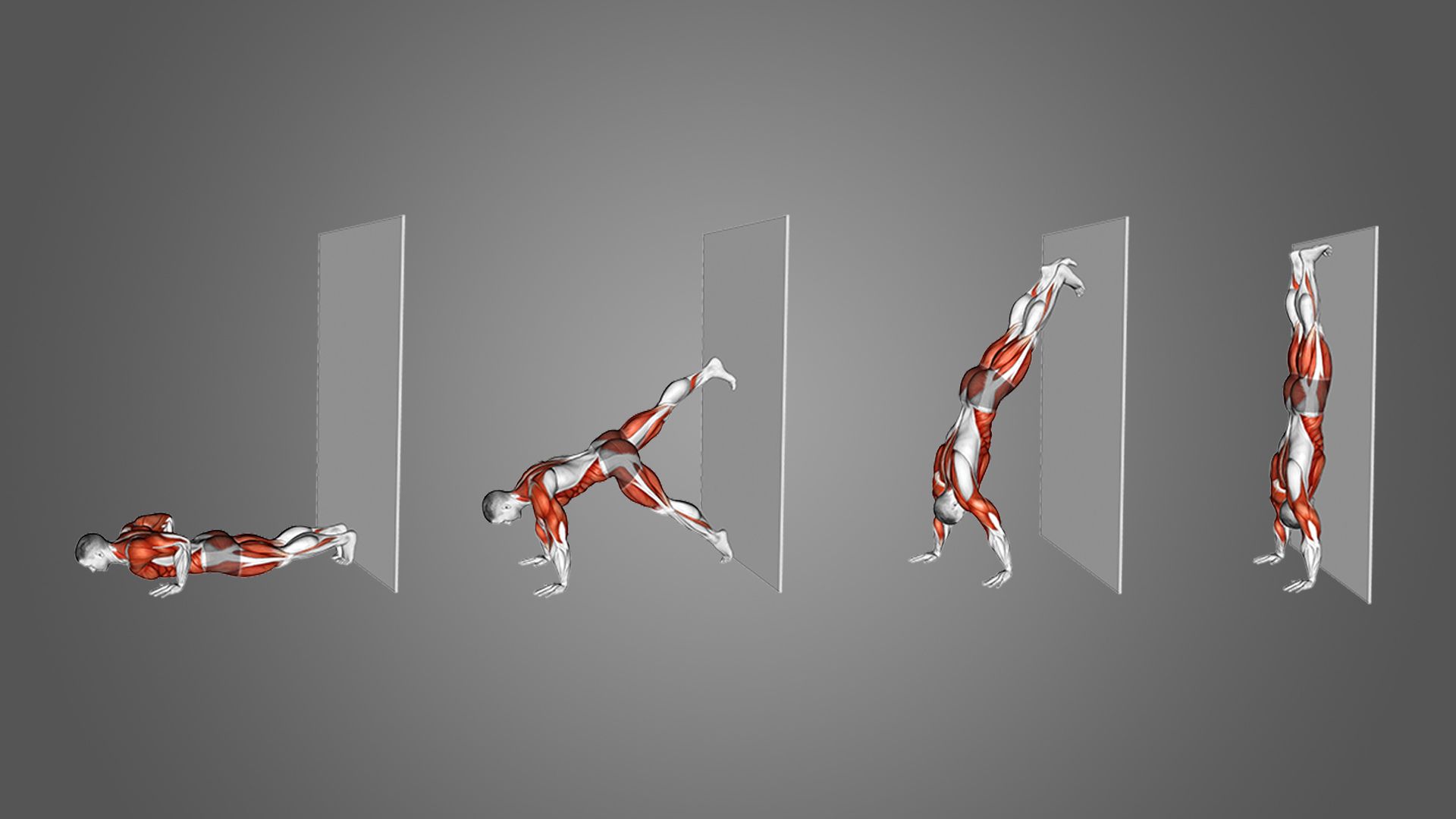 Illustration of a four-step wall handstand exercise. A figure shows muscle engagement, progressing from plank to full handstand. Emphasizes strength and balance.