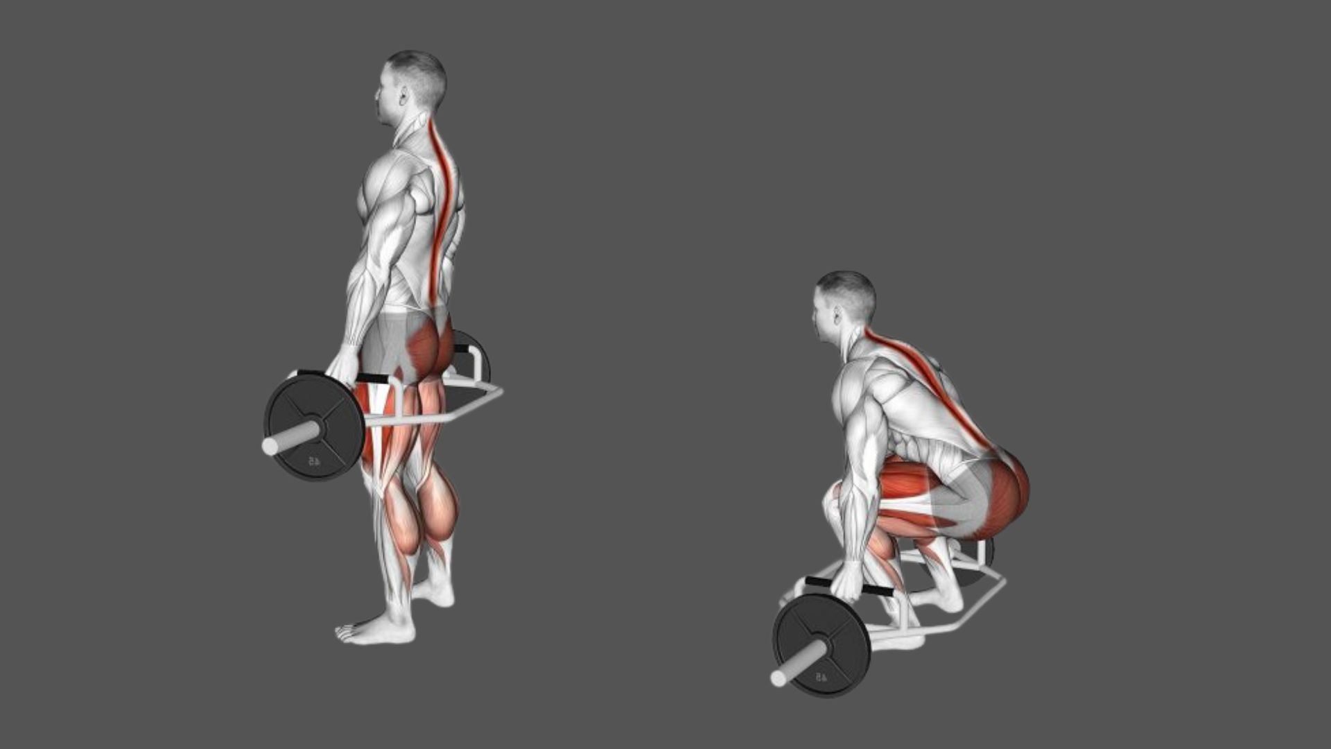 Hex/Trap Bar Deadlift
