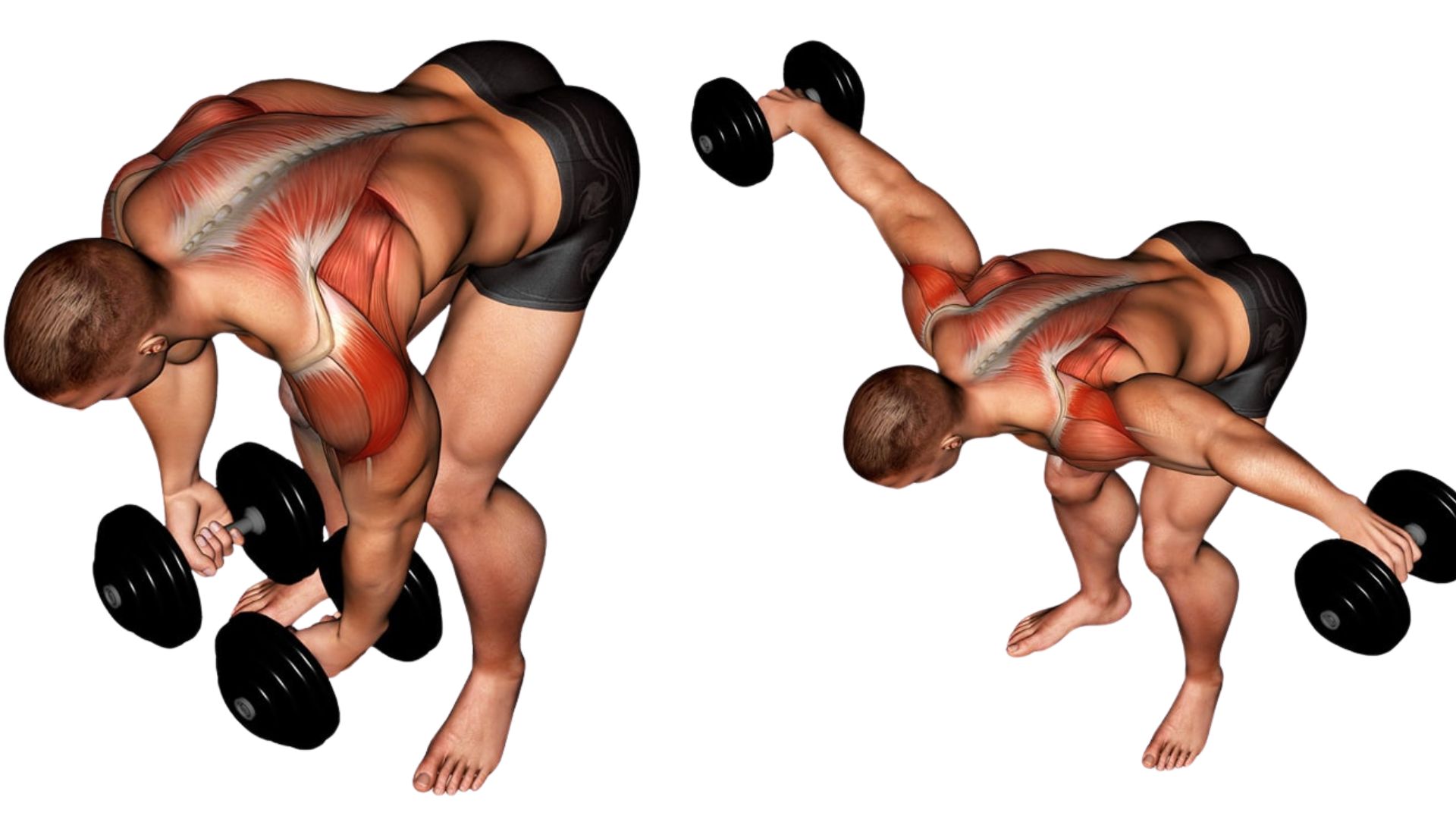 Rear Delt Dumbbell Raises