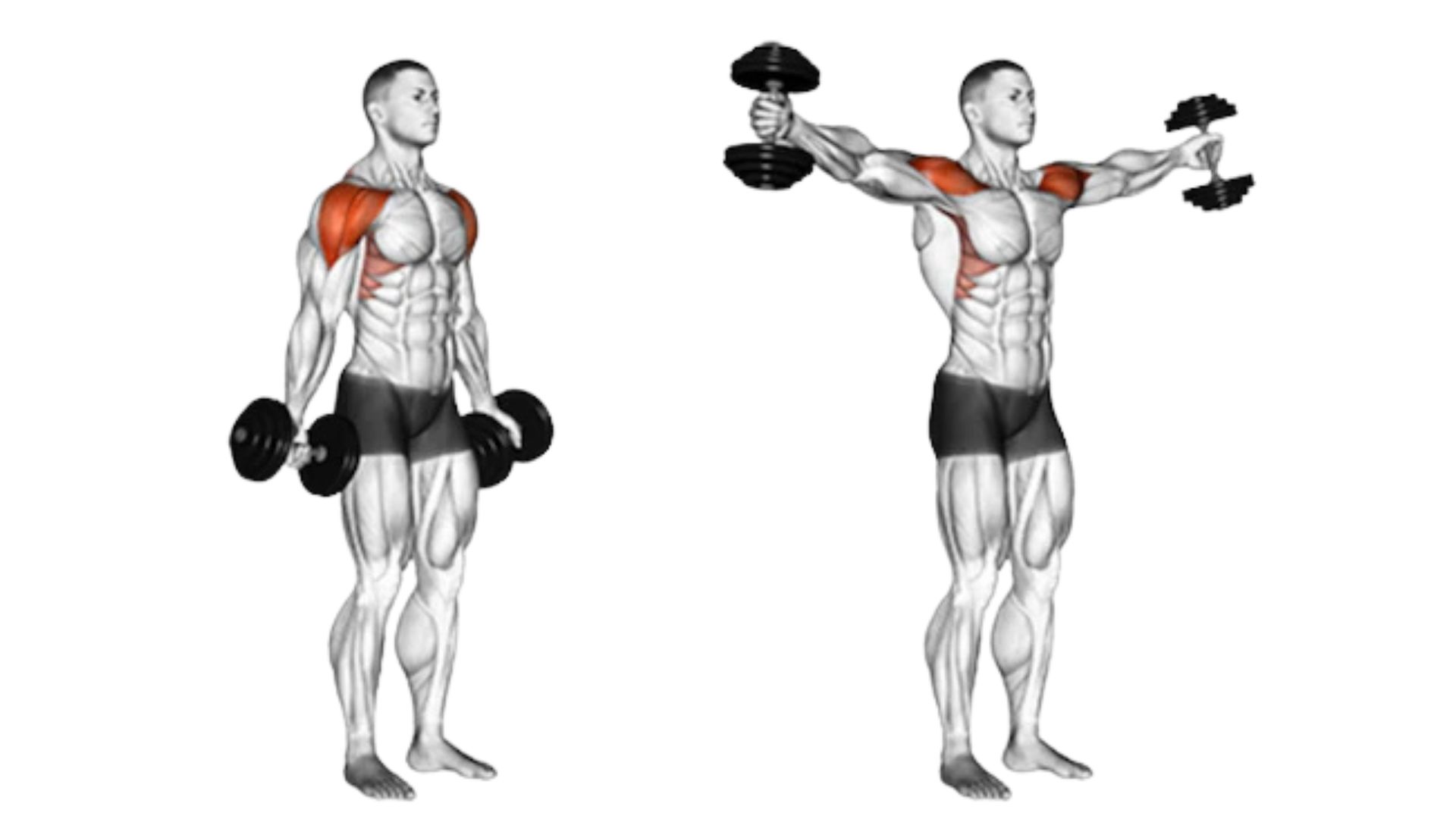 Two images of a man performing dumbbell curls, showcasing his technique and form during the exercise.