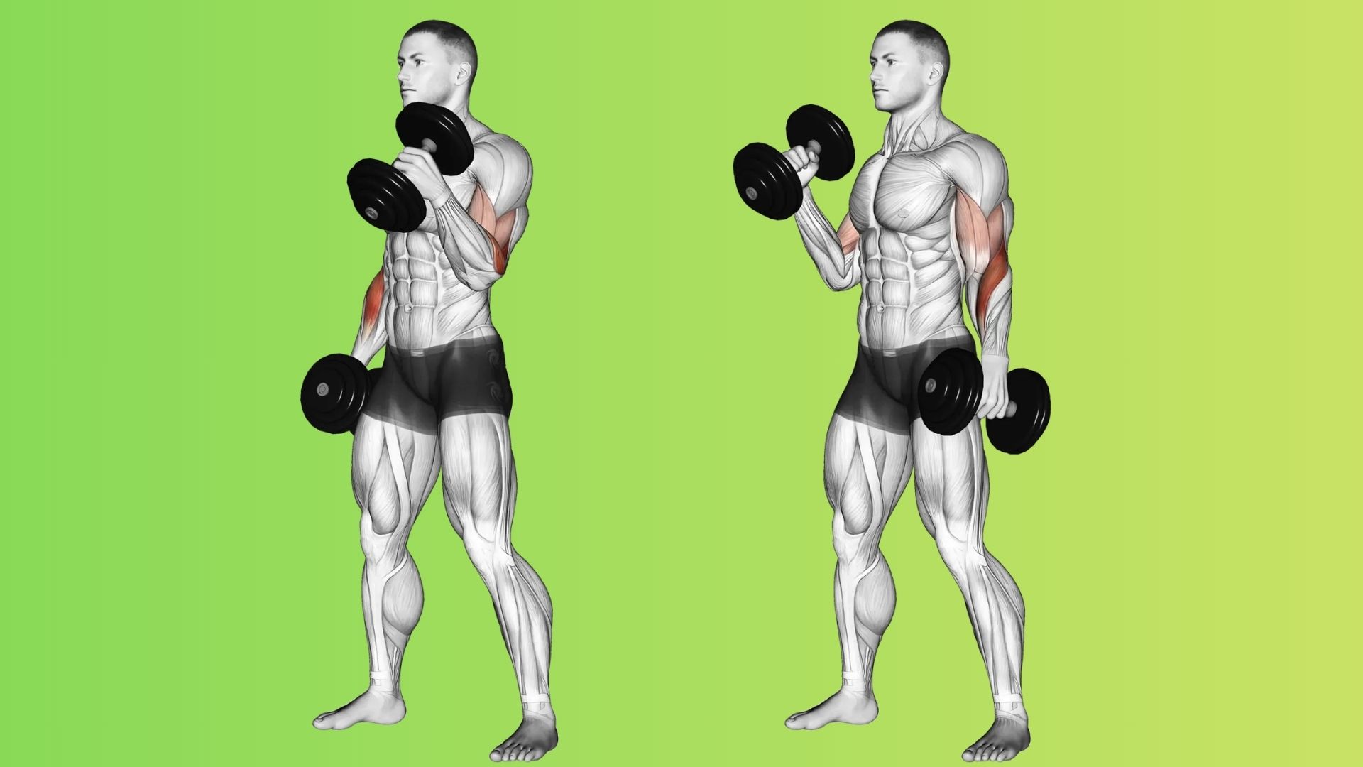 Hammer Curl Vs Reverse Curl Which Is Better For Arms XcelerateGyms hammer-curl-vs-reverse-curl-which-is-better-for-arms-xcelerategyms