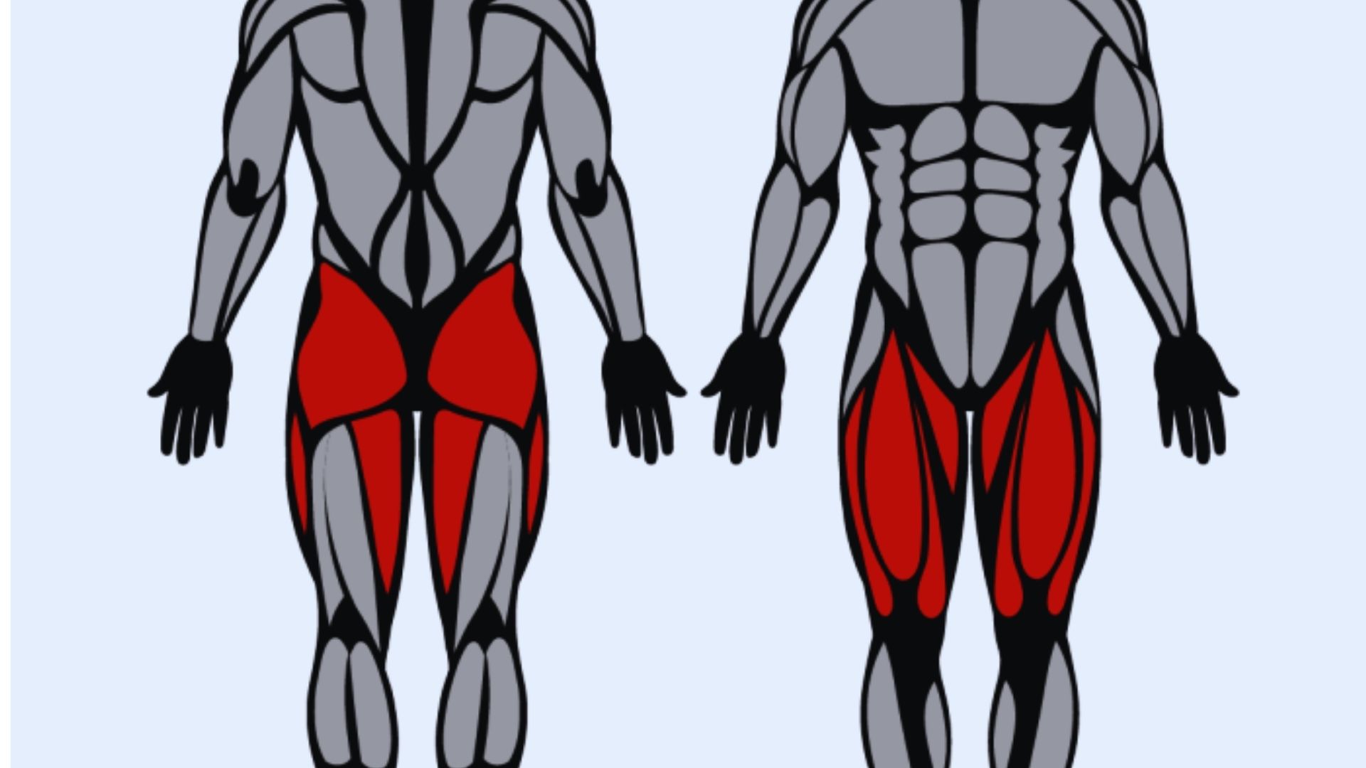 Illustration of a muscular human body highlighting leg muscles in red, focusing on the quads and hamstrings, emphasizing strength and anatomy.