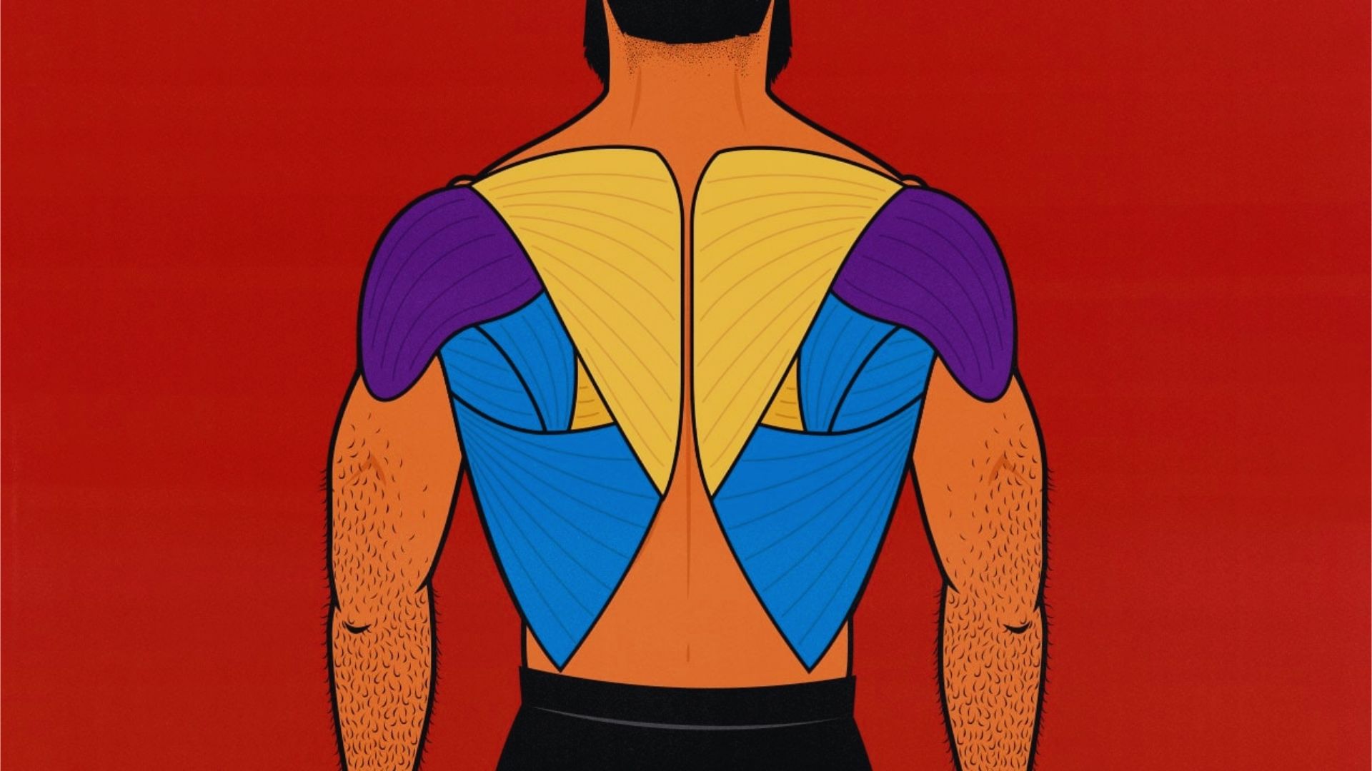 Illustration of a male back against a red background, highlighting muscle groups with colorful sections: purple shoulders, yellow upper back, blue mid-back.