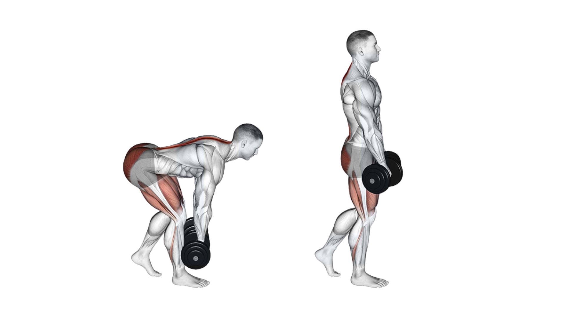 Split Stance RDL Muscles Worked