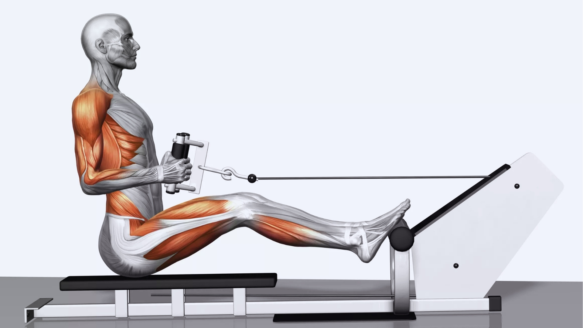 Illustration of a seated figure on a rowing machine, showcasing activated muscles in red and white tones. Muscles are highlighted during an exercise pull.