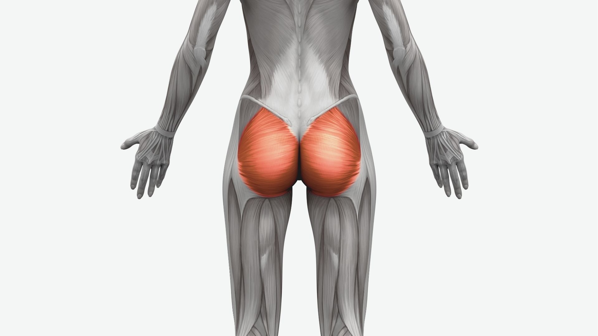 Rear view of a human body's muscular structure, highlighting the gluteal muscles in red. The surrounding muscles are shown in detailed grayscale tones.