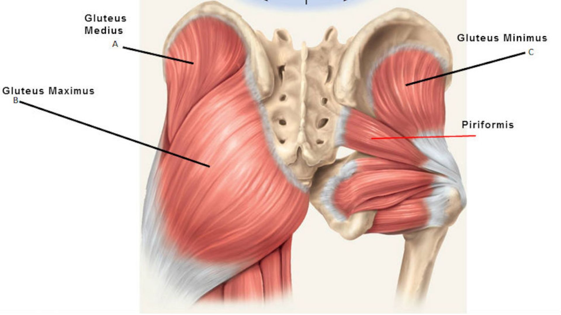 Anatomical illustration showing the muscles of the hip and posterior thigh, highlighting their structure and connections.