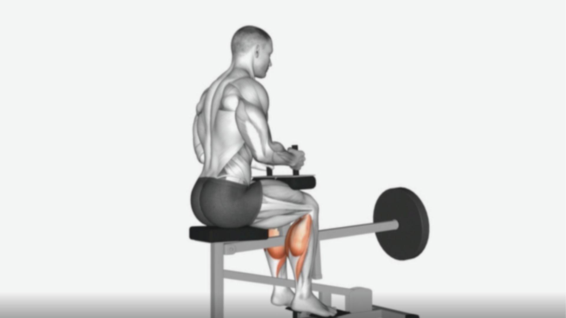 Anatomical diagram of a man performing seated calf raises on a machine with weights.