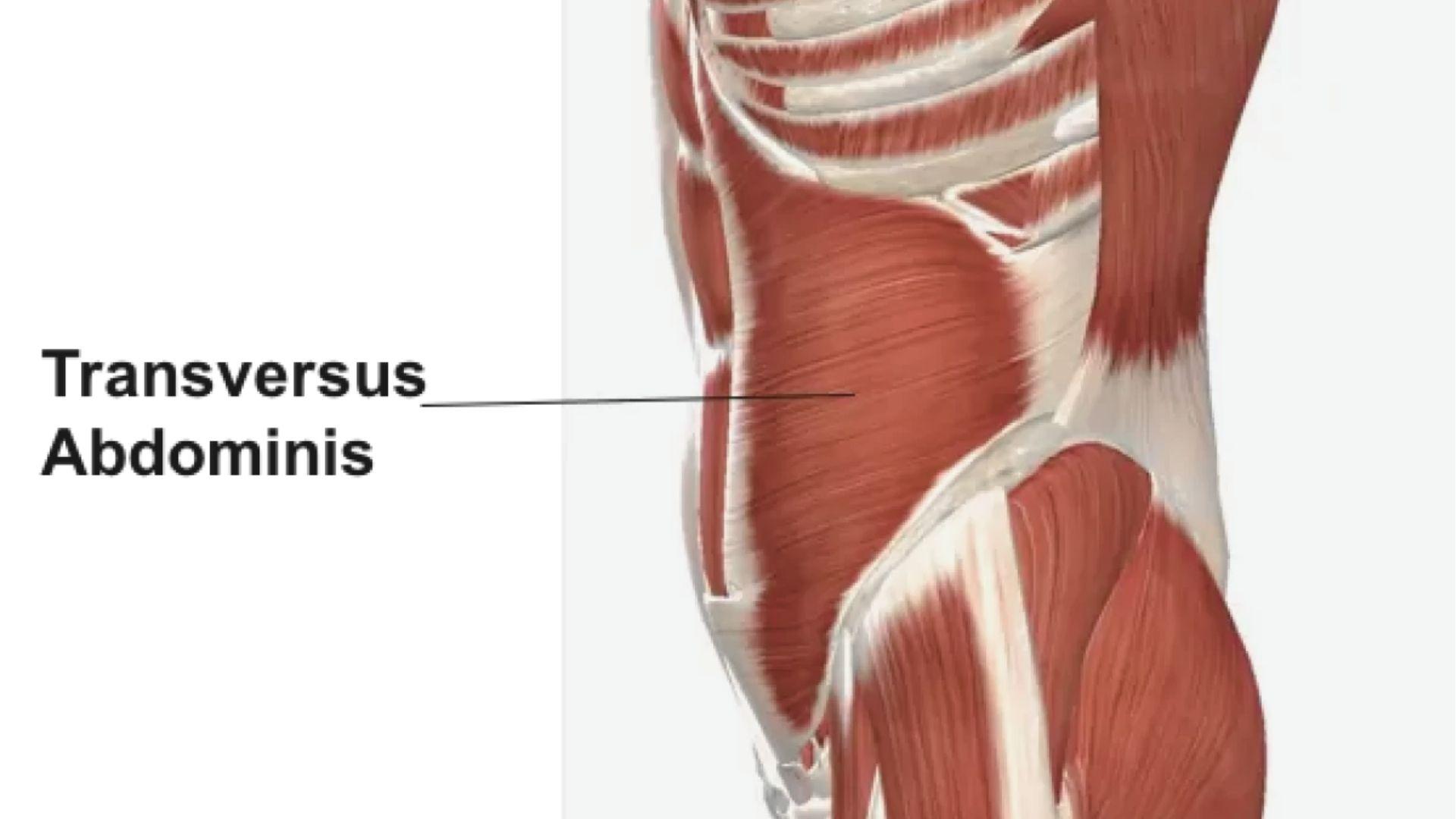 Side view diagram of Transversus Abdominis, the deepest core muscle wrapping around the abdomen.