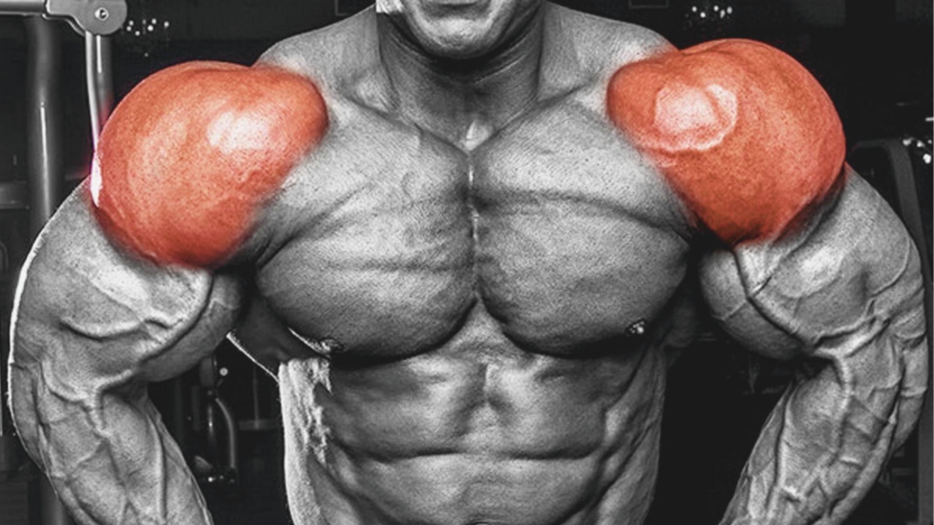 Close-up of bodybuilder’s upper body with deltoid muscles highlighted in red.