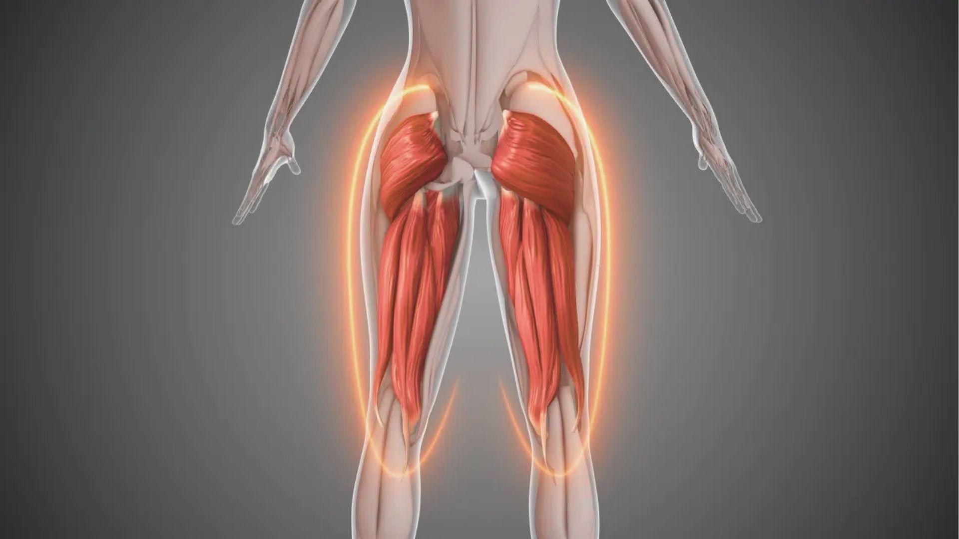 Posterior view of 3D anatomy model highlighting glutes and hamstrings in red with glow outline.