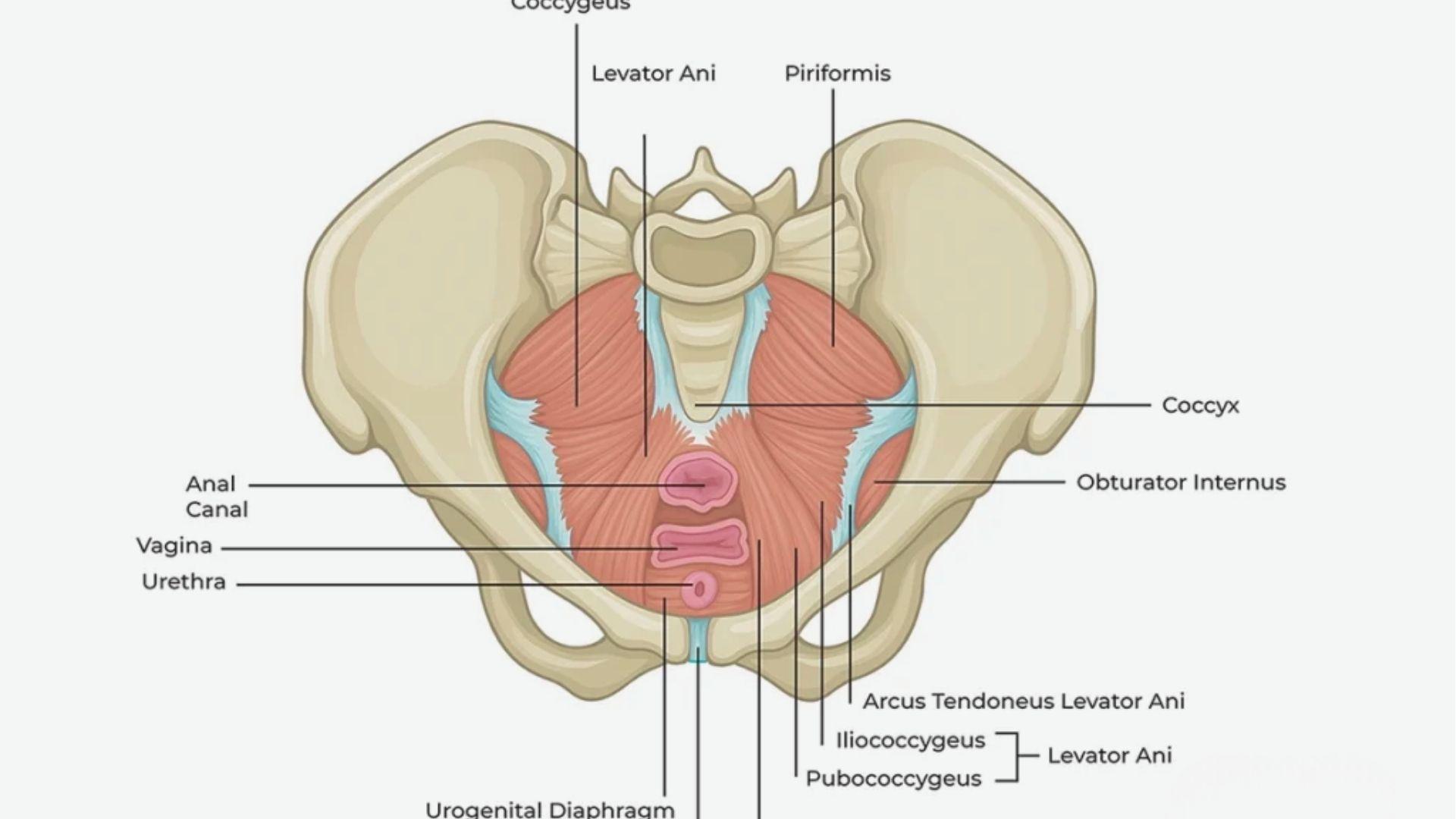 Labeled anatomical diagram of female pelvic floor muscles including Levator Ani and Piriformis.