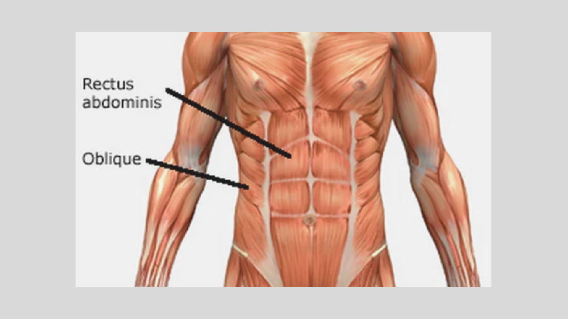 Front torso muscle diagram labeling Rectus Abdominis and Obliques.