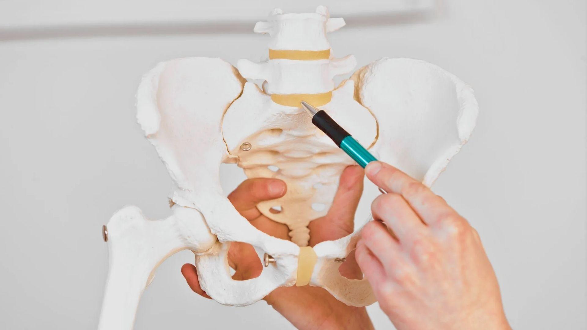 Close-up of hands with a pen pointing to the L5-S1 area on a pelvic spine model.