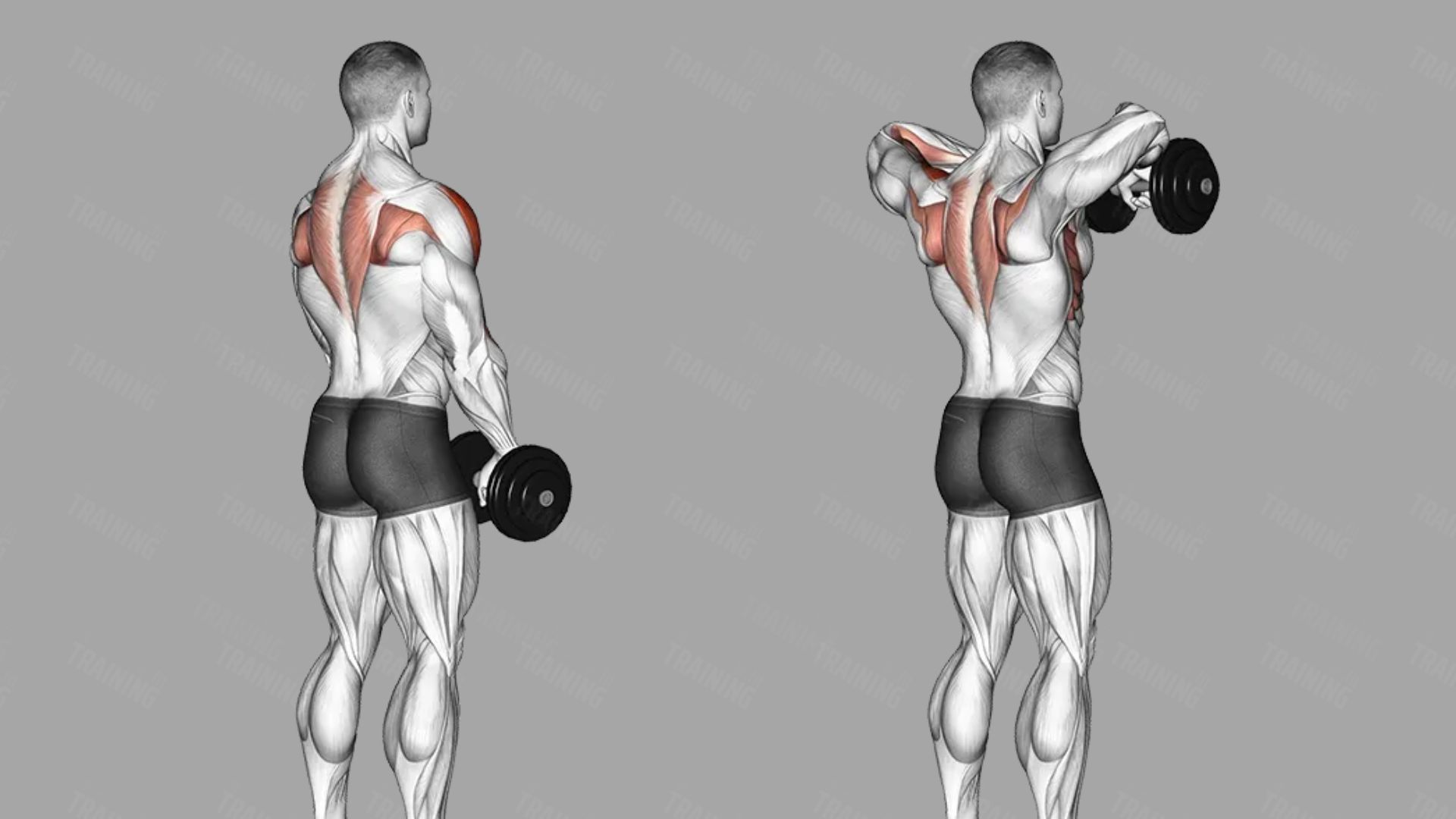Rear view dumbbell upright row exercise showing start and lifted position, rear deltoids and traps highlighted, gray background