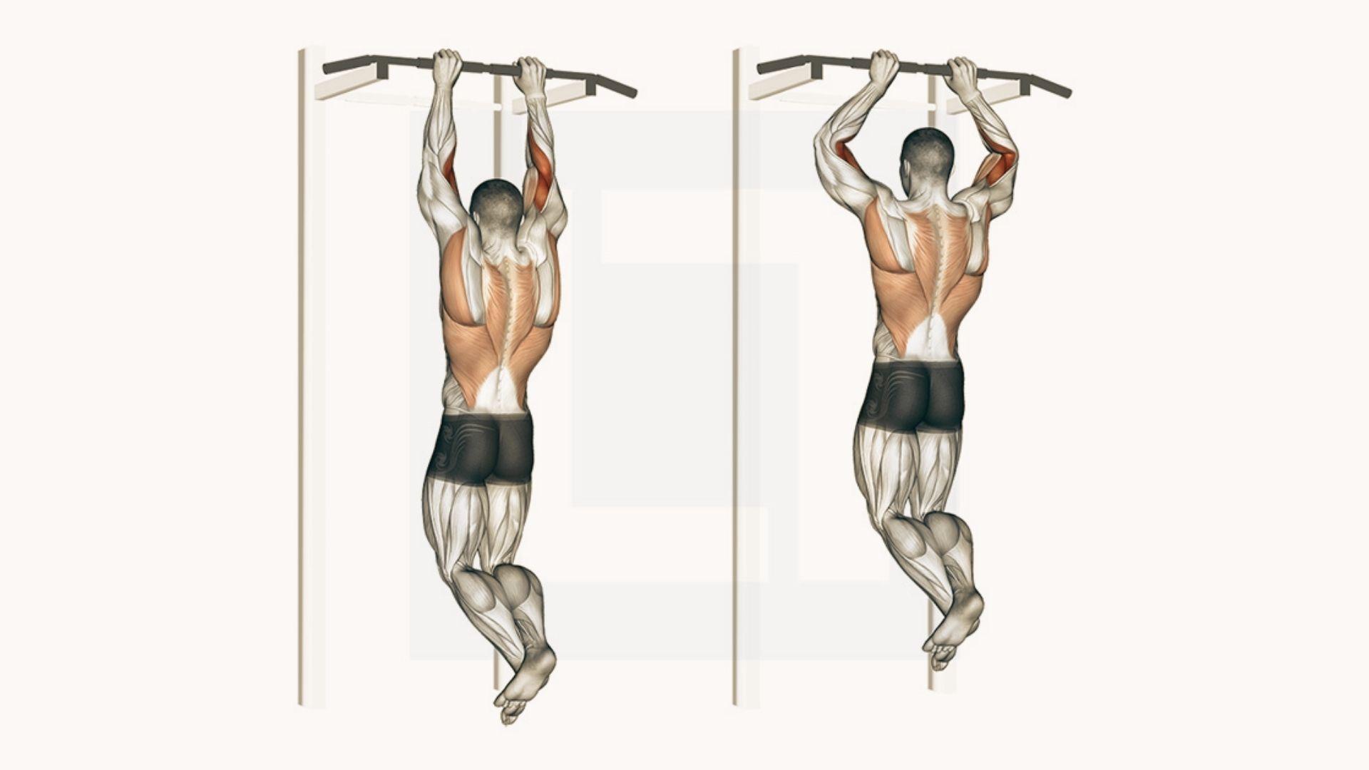 Two-panel anatomical illustration showing scapular pull-up with arms extended and contracted, back and lat muscles highlighted orange
