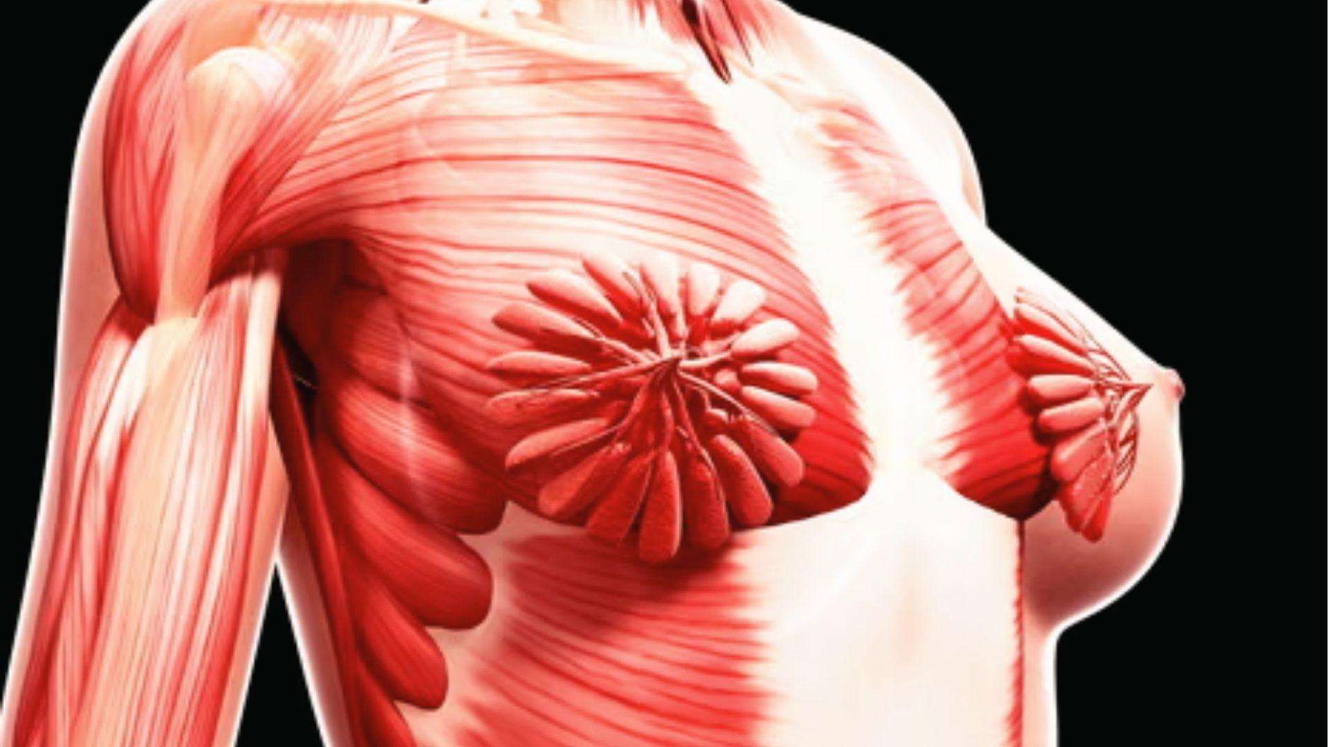 Anatomical diagram showing female pectoralis major and minor muscles behind breast tissue