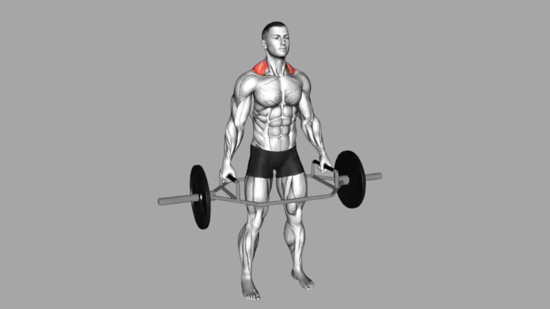 Front view of trap bar shrug with upper trapezius muscles highlighted in red, holding hex bar, standing against gray