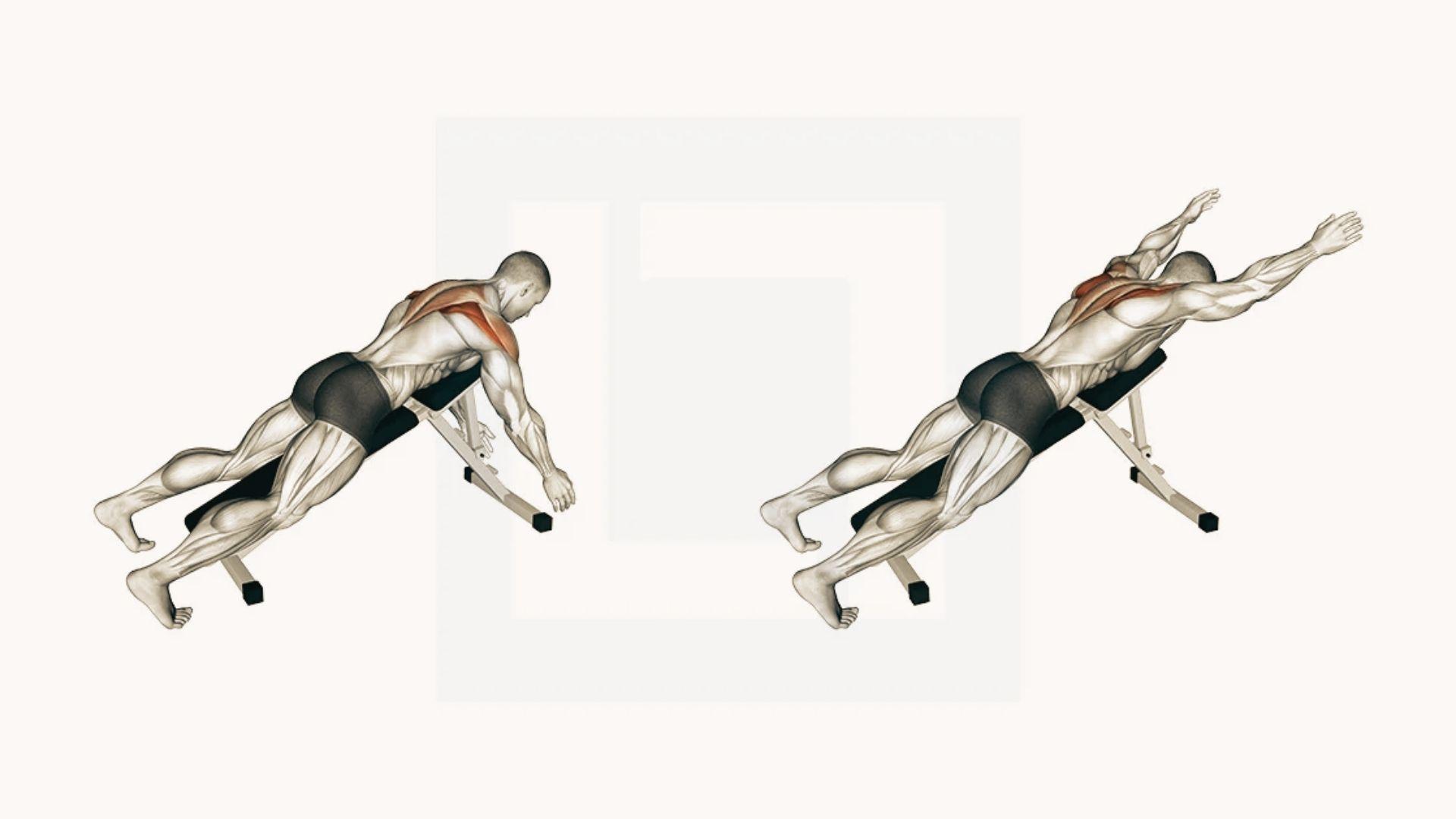 Rear view incline bench Y-raise showing arms hanging and lifted overhead, lower trapezius and rear deltoid muscles highlighted red