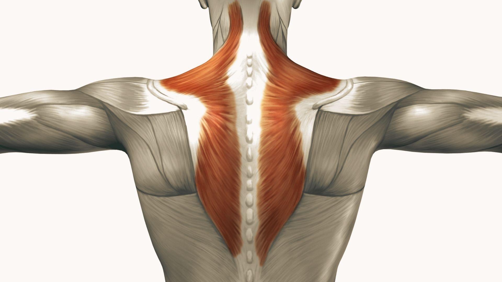 Anatomical illustration of upper back with trapezius muscles highlighted in red, arms outstretched, spine visible, educational medical diagram