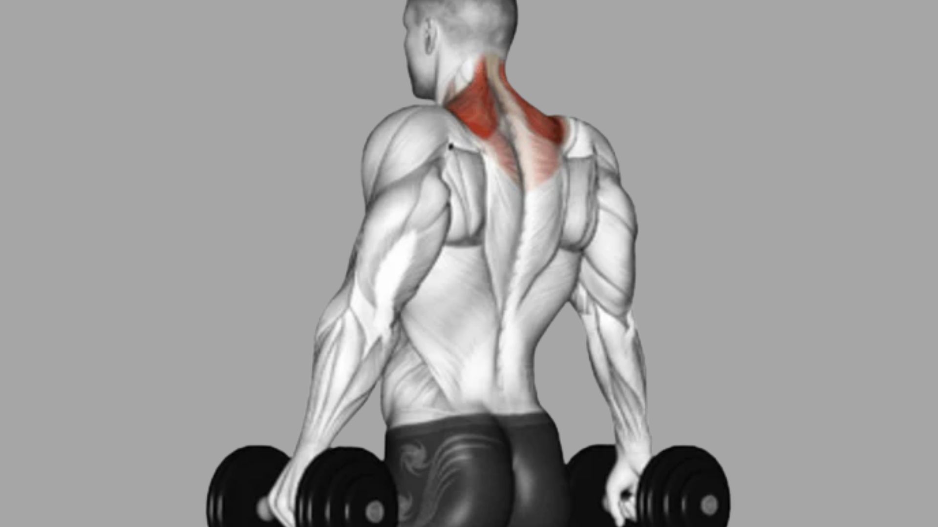 Rear view of dumbbell shrug exercise with trapezius muscles highlighted in red, holding dumbbells, standing on gray background