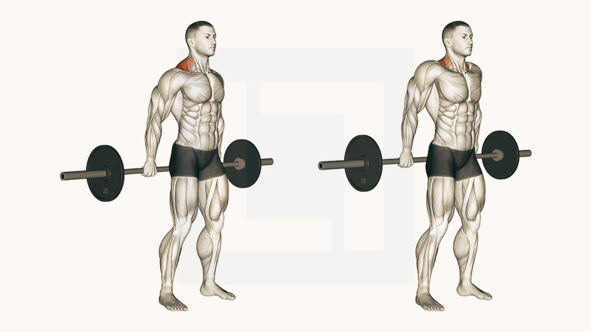 Rear view dumbbell upright row exercise showing start and lifted position, rear deltoids and traps highlighted, gray background