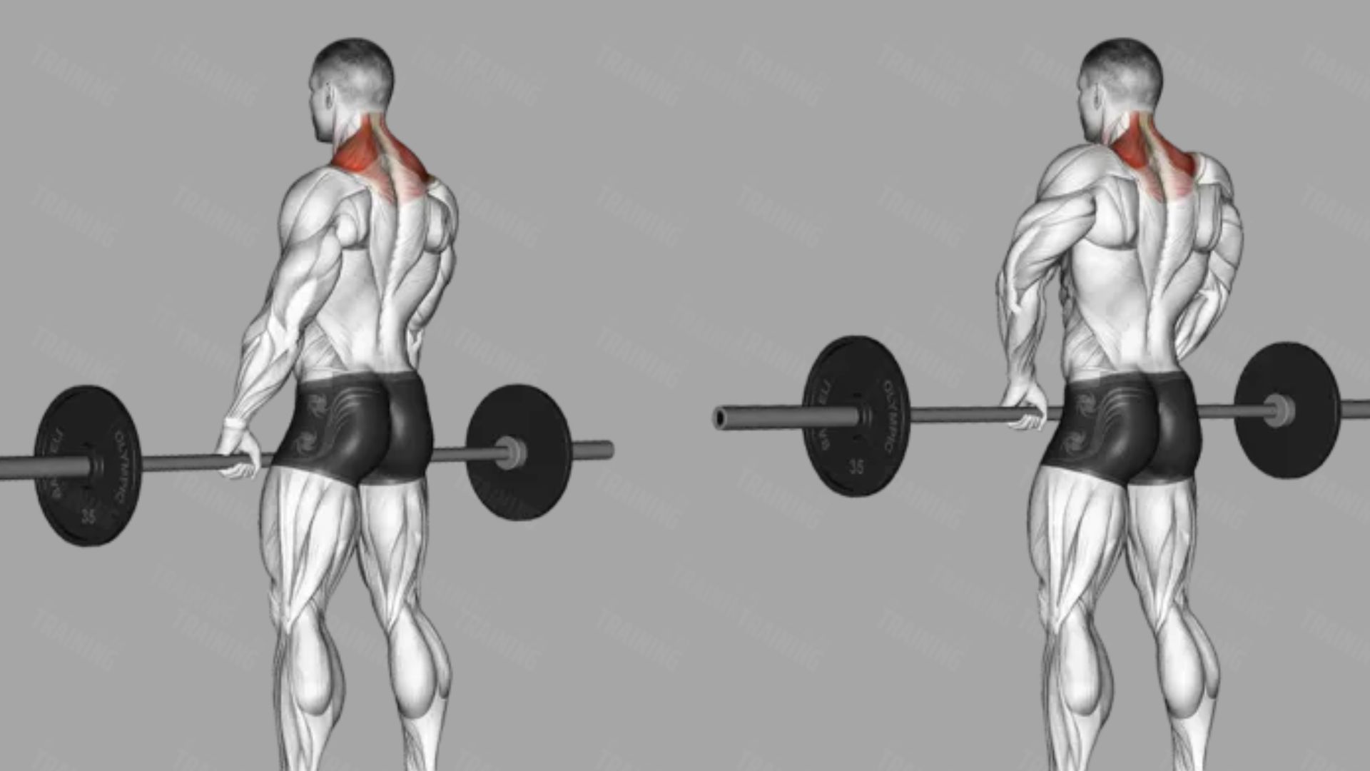 Side-by-side exercise demonstration of barbell shrugs showing start and top position, upper trapezius muscles highlighted in red