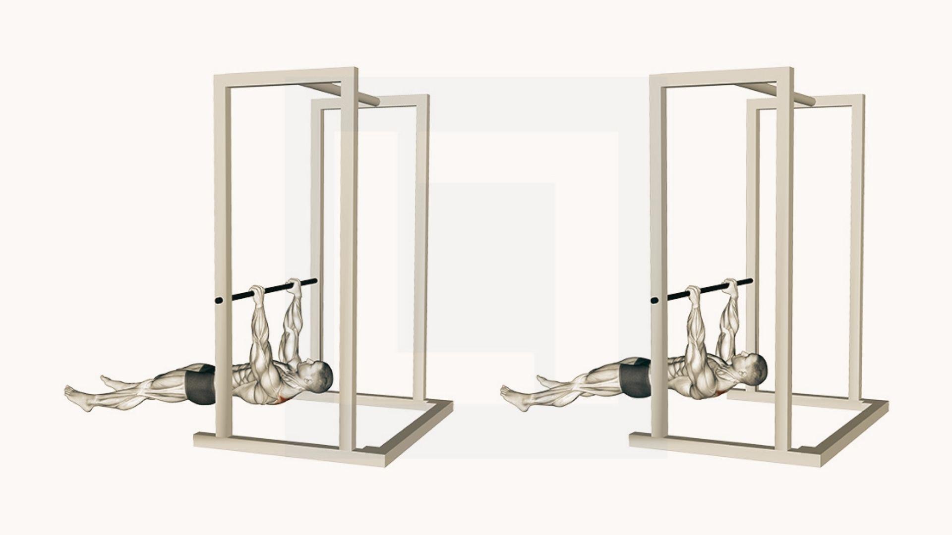Two-panel inverted row exercise showing arms extended and chest pulled to bar, posterior deltoid muscle highlighted, power rack