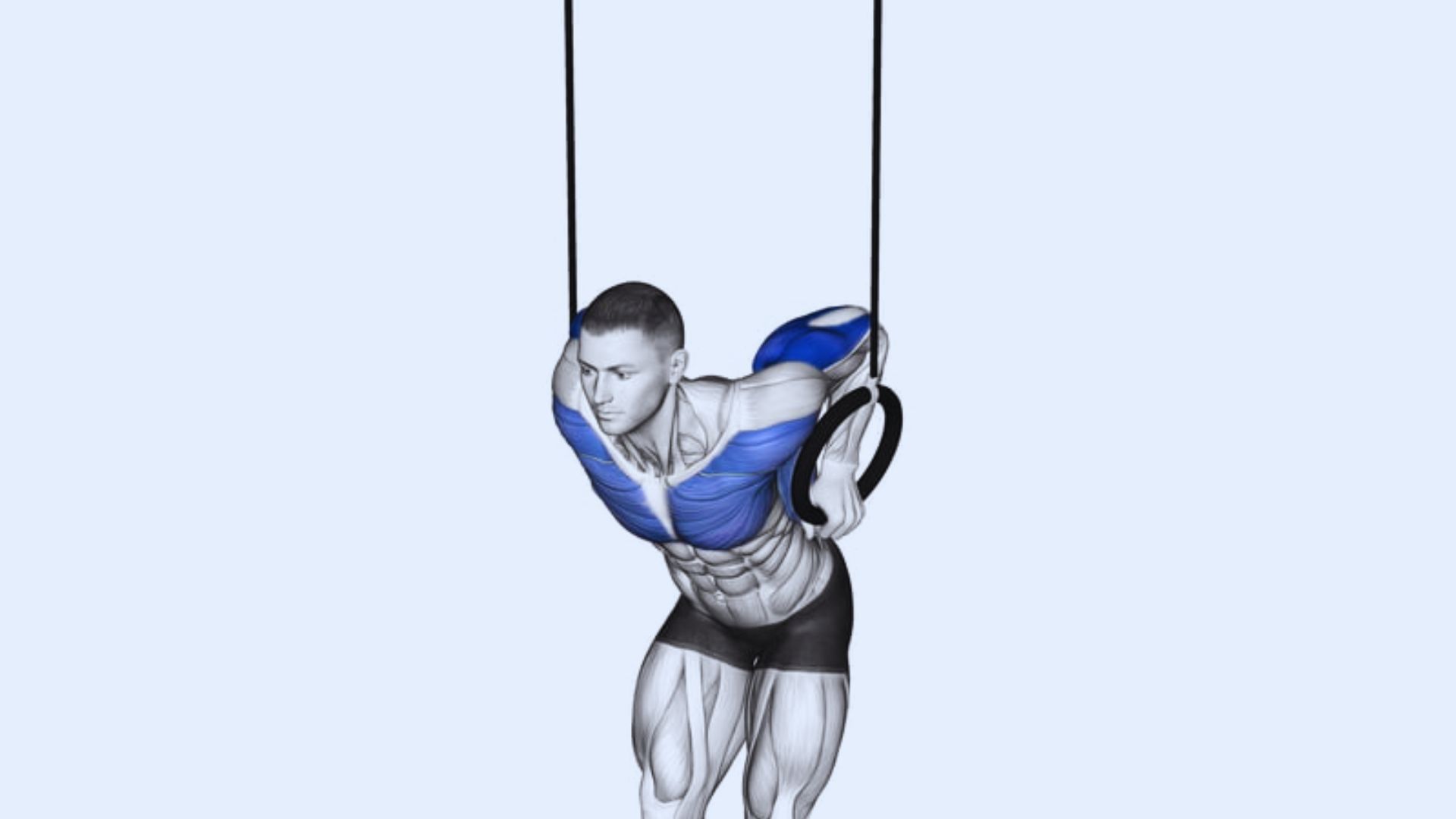 Aman performing a ring dip, with the pectoralis major (chest) muscles .