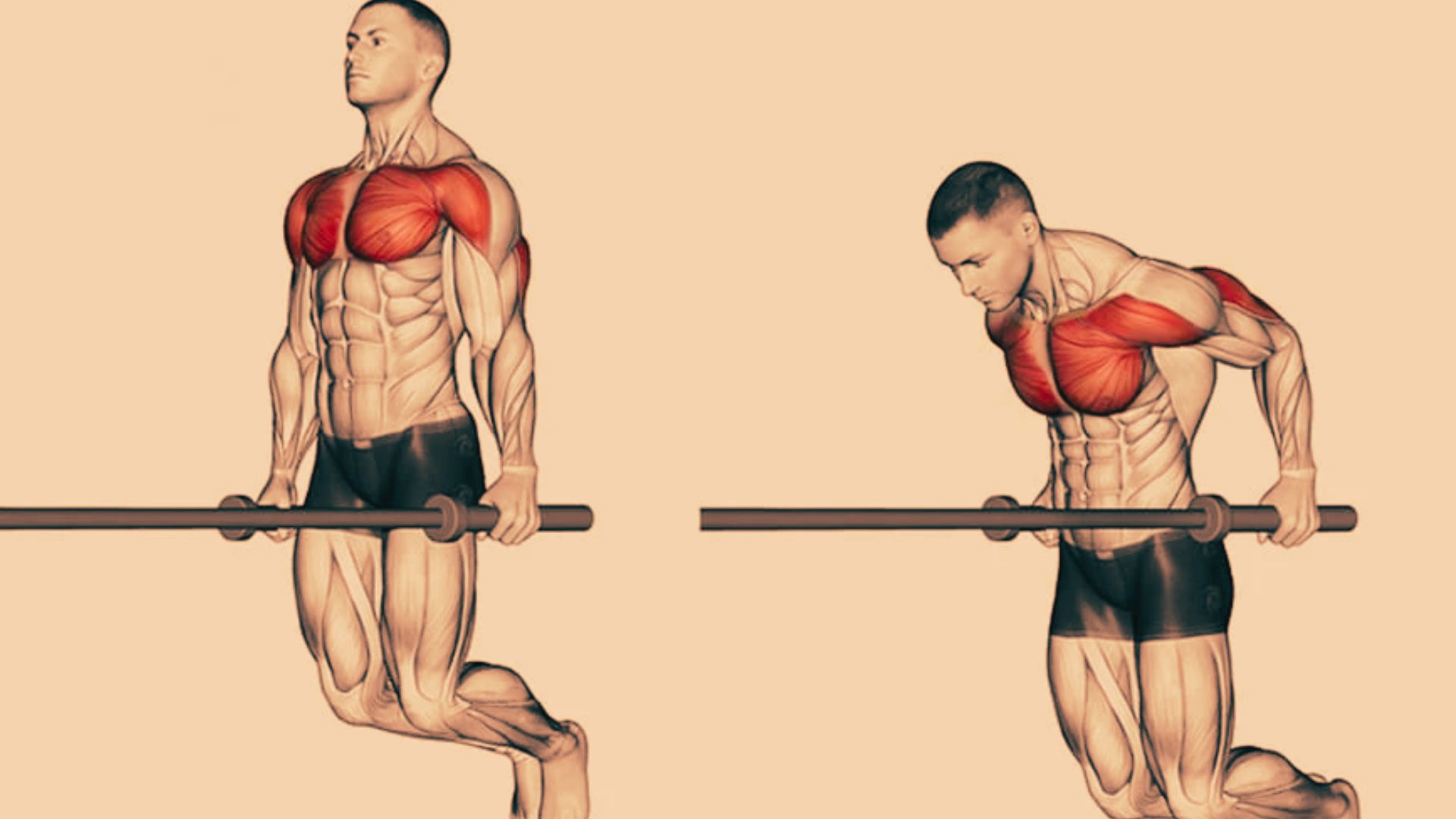 A person performing dips to highlight the targeted upper-body muscles.