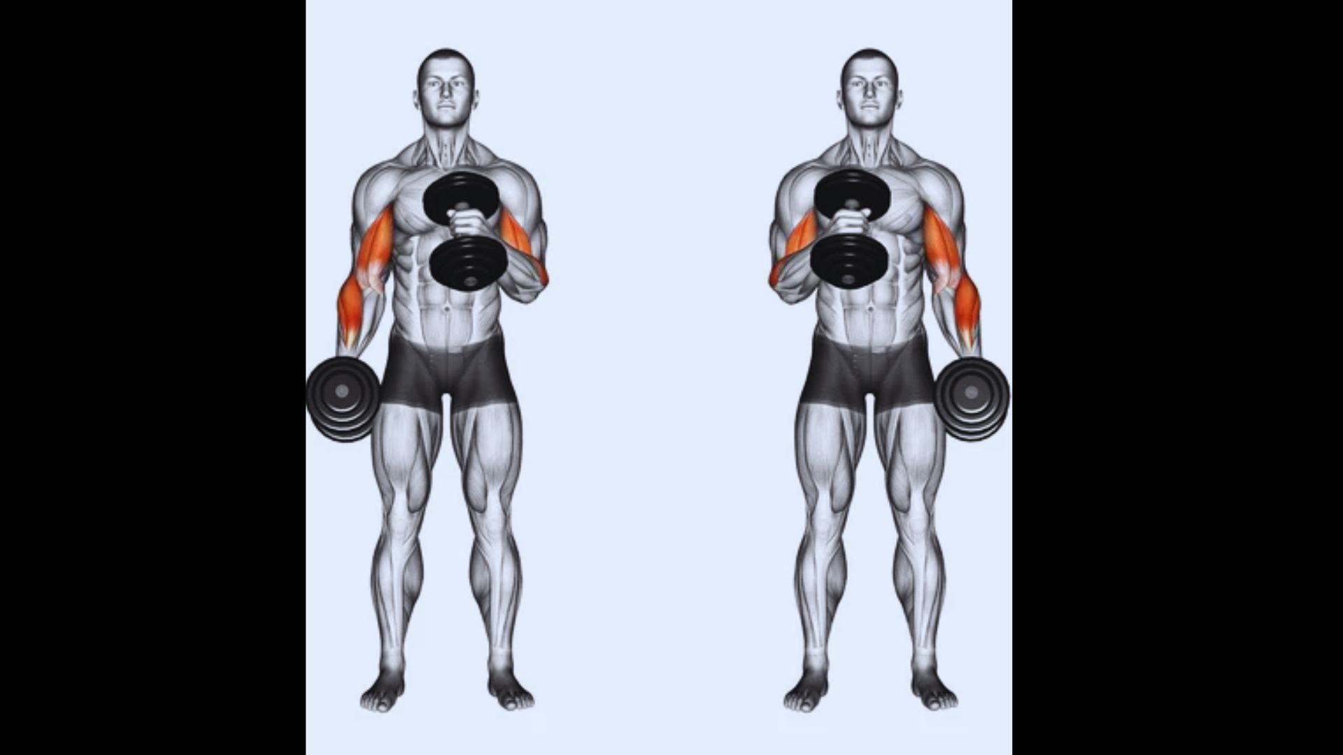 A man performing hammer curls with dumbbells.