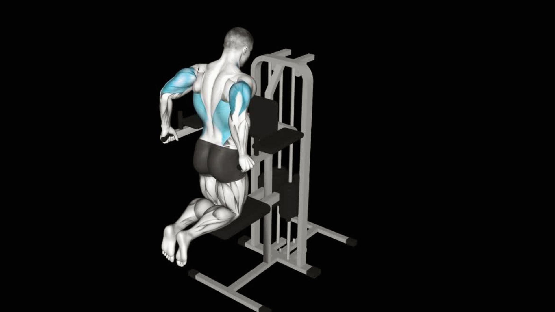 A person performing an assisted dip on a machine, highlighting the targeted back and arm muscles in light blue. .