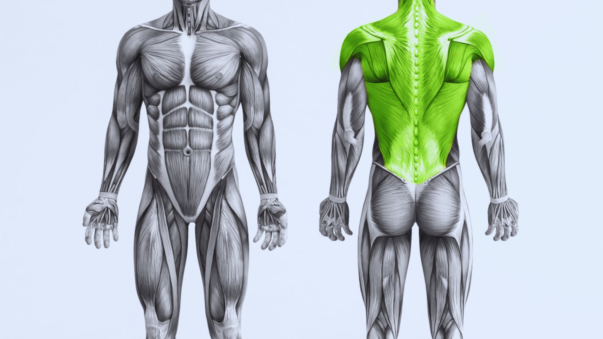 A human body from the front and back, highlighting the back muscles in bright green.